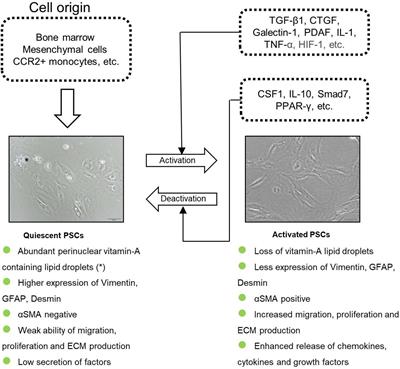 Frontiers | The Role of Stellate Cells in Pancreatic Ductal 